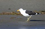 Kelp Gull